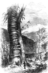climbing plant in himalayas historical illustration