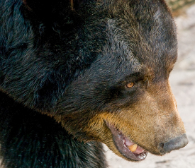 close up head shot of a black bear