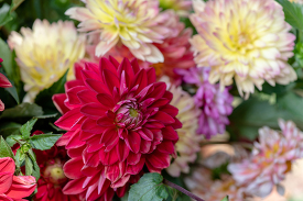 close up image of colorful dahlia variety