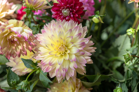 close up image of moxed colors of dahlia flowers