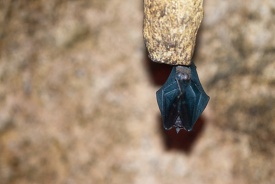 close up of a bat hanging from a branch