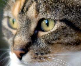 close up of a cats face with green eyes