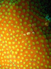 close up of a coral with yellow spots