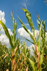 close up of a corn field with a sky background