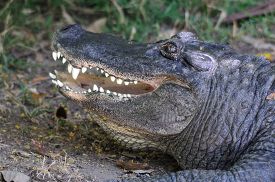close up of a crocodile  with its mouth open