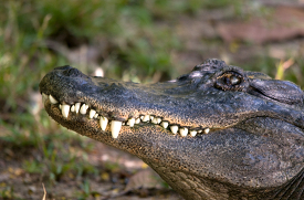 close up of a crocodile mouth closed showings teeth