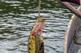 Close up of a fish as it hangs on fishing line