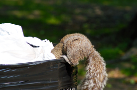 close up of a grey squirrel climbing trask bin