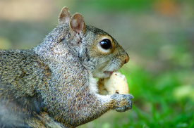close up of a grey squirrel holding a piece of food in its paws