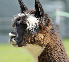 close up of a llamas head