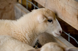 close up of a sheep in a pen