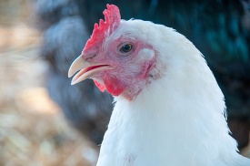 close up of a white chicken