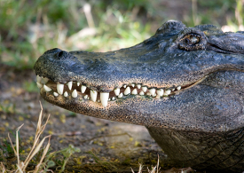 close up of an crocodile mouth with teeth