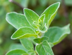 close up of fresh thyme leaves photo 950