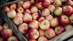 close up of freshly picked red apples in wooden crates