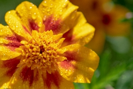 close up of yellow orange marigold flower