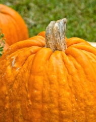 Close Up Pumpkin