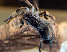 close up view of a tarantula