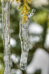 close up view of ice formed on evergreen plant