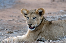 Closeup Baby Lion in Kenya