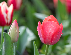 closeup bright pink tulip after a rain