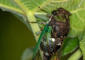 closeup cicada insect on feg tree photo