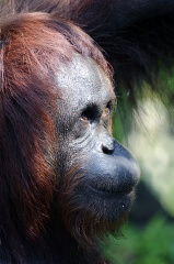 closeup face of an orangutan