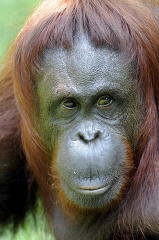 closeup front view of an adult orangutan