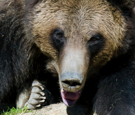 closeup grizzly bear up close