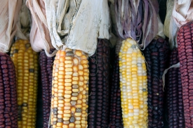 closeup indian corn