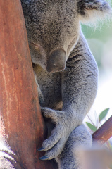 closeup koala hugging tree sleeping_080