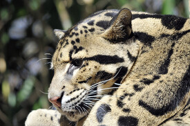 closeup lepard face side view