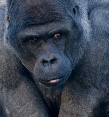 closeup lowland gorilla 718b