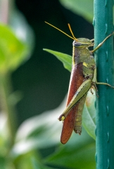 closeup macro of grasshopper in a home garden