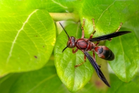 closeup macro of wasp resting on leaf photo image