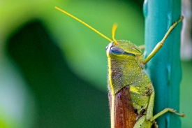 closeup macro view of grasshopper with antenae and eyes
