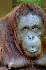 closeup of a an adult orangutan borneo
