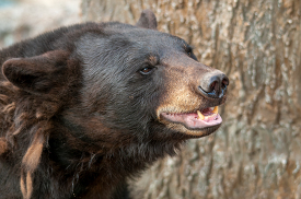 closeup of a black bear near tree