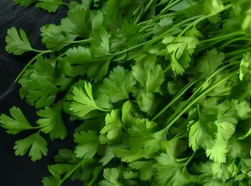 closeup of a bunch of green fresh coriander leave
