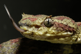 Closeup of a Eyelash Palm Pitviper with tongue out