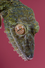 Closeup of a Giant Leaf tailed Gecko head