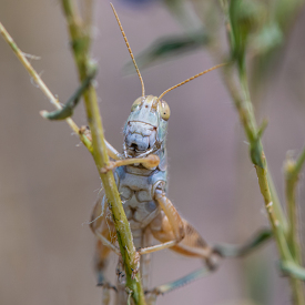 closeup of a grasshopper