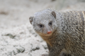 closeup of a mongoose at singapore zoo