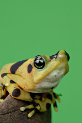 Closeup of a Panamanian Golden Frog