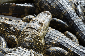 closeup of alligators sleeping on each other