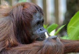 closeup of an orangutan eating