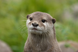 Closeup of Asian Small clawed Otter
