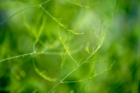 closeup of asparagus leaves photo