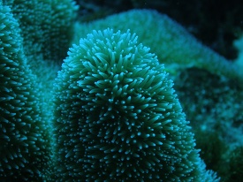 closeup of coral polyps