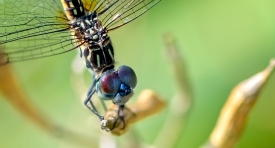 closeup of dragonfly eyes light sensing structures called ommati